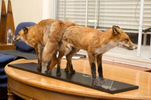Rating: Explicit Score: 0 Tags: 3:2 amber_eyes ambiguous_gender ass_to_ass blinds bottled_water canid canine chair corpse death duo e621 fangs feral feral_on_feral figurine fox fur furniture grandfathered_content implied_vaginal knotting lol_comments male mammal office orange_body orange_fur penetration real realistic_feral rounded_back sex stuck table taxidermy teeth unknown_artist water window User: bunchy7s