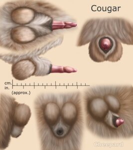 Rating: Explicit Score: 0 Tags: anatomically_correct anatomically_correct_genitalia anatomically_correct_penis anatomy anatomy_reference animal_genitalia animal_penis artist_name balls biological_illustration black_sheath_slit cheepard close-up closed_sheath_slit colored cougar digital_media_(artwork) digital_painting_(artwork) disembodied_penis e621 english_text erection felid feline feline_genitalia feline_penis flaccid fully_sheathed fur genital_shot genitals hi_res male mammal measurements metric_unit model_sheet multiple_images painting_(artwork) penile_spines penis penis_sheet penis_shot penis_tip pink_penis reference_guide sheath sheath_slit simple_background solo species_name technical_illustration text turnaround zoological_illustration User: bunchy7s Rating: Explicit Score: 0 Tags: anatomically_correct anatomically_correct_genitalia anatomically_correct_penis anatomy anatomy_reference animal_genitalia animal_penis artist_name balls biological_illustration black_sheath_slit cheepard close-up closed_sheath_slit colored cougar digital_media_(artwork) digital_painting_(artwork) disembodied_penis e621 english_text erection felid feline feline_genitalia feline_penis flaccid fully_sheathed fur genital_shot genitals hi_res male mammal measurements metric_unit model_sheet multiple_images painting_(artwork) penile_spines penis penis_sheet penis_shot penis_tip pink_penis reference_guide sheath sheath_slit simple_background solo species_name technical_illustration text turnaround zoological_illustration User: bunchy7s