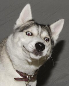 Rating: Safe Score: 0 Tags: 2013 4:5 ambiguous_gender black_body black_ears black_face black_fur black_nose blue_eyes brown_collar bust_portrait canid canine canis collar collar_only collar_ring collar_tag commentary confusion countershading daww derp_eyes domestic_dog e621 female_(lore) feral fluffy front_view fur fur_tuft glistening glistening_eyes glistening_nose grandfathered_content grey_background grey_body grey_ears grey_face grey_fur humor husky icon inner_ear_fluff light lol_comments looking_at_viewer looking_down looking_forward mammal meme moon_moon multicolored_body multicolored_ears multicolored_face multicolored_fur nordic_sled_dog nude photography_(artwork) pink_ears pointy_ears portrait prick_ears pupils reaction_image real real_world shadow silly silly_face simple_background smile snout solo spitz stare surprised tuft whiskers white_body white_ears white_face white_fur zeronormality User: bunchy7s