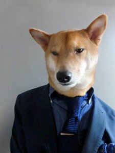 Rating: Safe Score: 0 Tags: 3:4 canid canine canis clothed clothing domestic_dog e621 feral grandfathered_content humor jacket male mammal mensweardog photography_(artwork) real shiba_inu shirt solo spitz suit topwear whiskers User: bunchy7s
