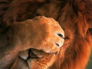 Rating: Safe Score: 0 Tags: 4:3 brown_body brown_fur brown_mane brown_paws e621 facepalm felid feral fur grandfathered_content humor lion male mammal mane monotone_mane orange_theme pantherine paws reaction_image real solo unknown_artist warm_colors User: bunchy7s Rating: Safe Score: 0 Tags: 4:3 brown_body brown_fur brown_mane brown_paws e621 facepalm felid feral fur grandfathered_content humor lion male mammal mane monotone_mane orange_theme pantherine paws reaction_image real solo unknown_artist warm_colors User: bunchy7s
