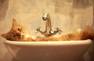 Rating: Safe Score: 0 Tags: ambiguous_gender domestic_cat e621 faucet felid feline felis feral fur grandfathered_content looking_at_viewer mammal monochrome real sepia sink solo striped_body striped_fur stripes tabby_cat unknown_artist whiskers User: bunchy7s Rating: Safe Score: 0 Tags: ambiguous_gender domestic_cat e621 faucet felid feline felis feral fur grandfathered_content looking_at_viewer mammal monochrome real sepia sink solo striped_body striped_fur stripes tabby_cat unknown_artist whiskers User: bunchy7s