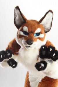 Rating: Safe Score: 0 Tags: anthro blue_eyes canid canine canis claws clothing costume e621 european_mythology fox fursuit grandfathered_content greek_mythology hi_res hybrid junowolf looking_at_viewer male mammal mythology real scribblefox simple_background solo white_background wolf User: bunchy7s