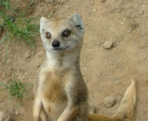 Rating: Safe Score: 0 Tags: ambiguous_gender black_nose brown_body brown_eyes brown_fur coy e621 feral fur grandfathered_content grass herpestid inner_ear_fluff looking_at_viewer low_res mammal mongoose outside photo photography_(artwork) plant pose real smile solo tail tan_theme tuft unknown_artist whiskers User: bunchy7s Rating: Safe Score: 0 Tags: ambiguous_gender black_nose brown_body brown_eyes brown_fur coy e621 feral fur grandfathered_content grass herpestid inner_ear_fluff looking_at_viewer low_res mammal mongoose outside photo photography_(artwork) plant pose real smile solo tail tan_theme tuft unknown_artist whiskers User: bunchy7s