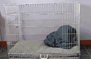 Rating: Safe Score: 0 Tags: ambiguous_gender animated animated_gif bedding bedtime blanket cage canid canine canis clever digitigrade domestic_dog e621 feral grandfathered_content low_res lying mammal quadruped real short_playtime solo tail unknown_artist User: bunchy7s Rating: Safe Score: 0 Tags: ambiguous_gender animated animated_gif bedding bedtime blanket cage canid canine canis clever digitigrade domestic_dog e621 feral grandfathered_content low_res lying mammal quadruped real short_playtime solo tail unknown_artist User: bunchy7s