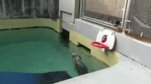 Rating: Safe Score: 0 Tags: ambiguous_gender animated animated_gif ball basketball dunk e621 feral grandfathered_content low_res mammal mustelid nba otter portland_trail_blazers real short_playtime solo swimming_pool unknown_artist water wet User: bunchy7s