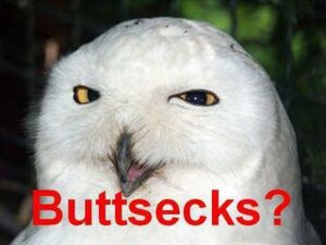 Rating: Safe Score: 0 Tags: 4:3 ambiguous_gender avian beak better_version_at_source bird e621 english_text feral grandfathered_content half-closed_eyes low_res meme narrowed_eyes open_mouth outside owl reaction_image real solo text unknown_artist User: bunchy7s Rating: Safe Score: 0 Tags: 4:3 ambiguous_gender avian beak better_version_at_source bird e621 english_text feral grandfathered_content half-closed_eyes low_res meme narrowed_eyes open_mouth outside owl reaction_image real solo text unknown_artist User: bunchy7s