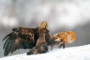 Rating: Safe Score: 0 Tags: accipitrid accipitriform ambiguous_gender avian beak bird canid canine claws duo e621 eagle feathered_wings feathers feet feral fight fox golden_eagle grandfathered_content mammal outside rape_face real snow talons toes true_eagle wings yves_adams User: bunchy7s