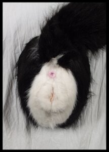 Rating: Explicit Score: 0 Tags: anus black_body black_fur black_tail butt creepy dark_tail e621 female feral fur genitals grandfathered_content humanoid_genitalia humanoid_vulva light_anus light_pussy mammal mephitid monotone_tail multicolored_body multicolored_fur pink_anus plushie plushophilia real sex_toy skunk solo tail two_tone_body two_tone_fur unavailable_at_source vulva what what_has_science_done white_body white_fur white_vulva willowfox User: bunchy7s