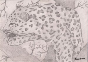Rating: Safe Score: 0 Tags: 2008 ambiguous_gender amur_leopard david_f e621 felid feral fur graphite_(artwork) leopard mammal markings monochrome pantherine plant solo spots spotted_body spotted_fur traditional_media_(artwork) tree User: bunchy7s