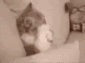 Rating: Safe Score: 0 Tags: 4:3 ambiguous_gender animated animated_gif domestic_cat e621 facepalm felid feline felis feral grandfathered_content low_res mammal real short_playtime sleeping solo stretching thumbnail unknown_artist User: bunchy7s Rating: Safe Score: 0 Tags: 4:3 ambiguous_gender animated animated_gif domestic_cat e621 facepalm felid feline felis feral grandfathered_content low_res mammal real short_playtime sleeping solo stretching thumbnail unknown_artist User: bunchy7s