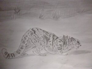Rating: Safe Score: 0 Tags: 2013 4:3 ambiguous_gender ass_up crouching e621 felid feral full-length_portrait fur graphite_(artwork) greyscale hunting mammal monochrome pantherine plejman portrait quadruped side_view snow snow_leopard solo spots traditional_media_(artwork) User: bunchy7s