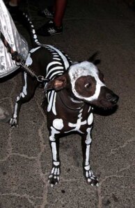 Rating: Safe Score: 0 Tags: ambiguous_gender animated_skeleton black_body black_skin bodypaint bone canid canine canis domestic_dog domestic_pet e621 face_paint feral grandfathered_content leash mammal markings quadruped real skeleton skull_face_paint solo undead unknown_artist white_markings User: bunchy7s