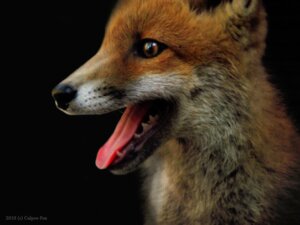 Rating: Safe Score: 0 Tags: 2010 4:3 ambiguous_gender black_background black_lips black_nose canid canine culpeofox e621 fangs feral fox fur grandfathered_content headshot_portrait lips long_mouth mammal no_sclera orange_body orange_fur photography_(artwork) portrait real red_fox sharp_teeth side_view simple_background snout solo teeth tongue tongue_out true_fox whiskers white_body white_fur User: bunchy7s Rating: Safe Score: 0 Tags: 2010 4:3 ambiguous_gender black_background black_lips black_nose canid canine culpeofox e621 fangs feral fox fur grandfathered_content headshot_portrait lips long_mouth mammal no_sclera orange_body orange_fur photography_(artwork) portrait real red_fox sharp_teeth side_view simple_background snout solo teeth tongue tongue_out true_fox whiskers white_body white_fur User: bunchy7s