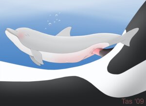 Rating: Explicit Score: 0 Tags: animal_genitalia animal_penis aquatic blush cetacean cetacean_genitalia cetacean_penis dolphin dominant duo e621 erection female female_penetrated feral feral_on_feral fully/fully_submerged fully_submerged genitals interspecies larger_dom larger_male male male/female male_penetrating male_penetrating_female mammal nude oceanic_dolphin orca penetration penile penile_penetration penis penis_in_vagina sex sex_in_water size_difference smaller_female smaller_penetrated tapering_penis tasuric toothed_whale underwater underwater_sex vaginal vaginal_penetration vulva water User: bunchy7s