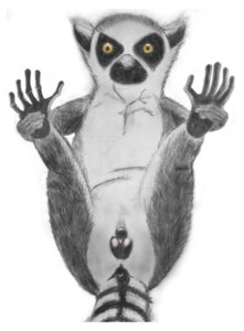 Rating: Explicit Score: 0 Tags: e621 electricfox female feral genitals hi_res lemur mammal primate ring-tailed_lemur simple_background solo spread_legs spreading strepsirrhine tail vulva white_background User: bunchy7s Rating: Explicit Score: 0 Tags: e621 electricfox female feral genitals hi_res lemur mammal primate ring-tailed_lemur simple_background solo spread_legs spreading strepsirrhine tail vulva white_background User: bunchy7s