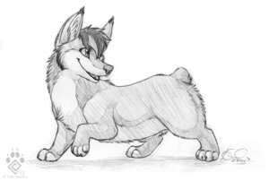 Rating: Safe Score: 0 Tags: 2012 canid canine canis digitigrade domestic_dog e621 female feral greyscale hair herding_dog idess mammal monochrome open_mouth pastoral_dog quadruped simple_background solo tiynx traditional_media_(artwork) welsh_corgi white_background User: bunchy7s