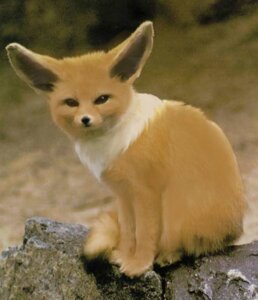 Rating: Safe Score: 0 Tags: aliceindistortion ambiguous_gender canid canine e621 eevee feral generation_1_pokemon grandfathered_content looking_at_viewer mammal nintendo photo_manipulation photomorph pokemon pokemon_(species) realistic rock solo third-party_edit User: bunchy7s