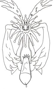 Rating: Explicit Score: 0 Tags: cherubimon cherubimon_(vice) digimon digimon_(species) male male_only rule34 tagme User: bunchy7s