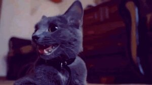 Rating: Safe Score: 0 Tags: 16:9 ambiguous_gender animated animated_gif breath collar domestic_cat e621 ear_twitch felid feline felis feral fur grandfathered_content grey_body grey_fur low_res mammal panting real short_playtime solo tongue tongue_out unknown_artist widescreen yellow_eyes User: bunchy7s