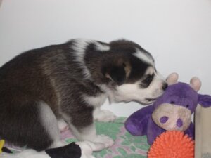 Rating: Safe Score: 0 Tags: 4:3 ambiguous_gender canid canine canis domestic_dog duo e621 feral grandfathered_content husky lizard77 mammal nordic_sled_dog photo plushie real spitz young young_feral User: bunchy7s