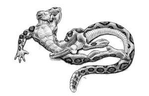Rating: Explicit Score: 0 Tags: abs animal_genitalia anthro balls e621 erection forked_tongue genitals gideon graphite_(artwork) greyscale humanoid_genitalia humanoid_penis looking_at_viewer low_res male monochrome muscular muscular_anthro muscular_male penis pit_viper rattle_(anatomy) rattlesnake reptile scalie sheath simple_background snake solo tail tongue traditional_media_(artwork) viper User: bunchy7s Rating: Explicit Score: 0 Tags: abs animal_genitalia anthro balls e621 erection forked_tongue genitals gideon graphite_(artwork) greyscale humanoid_genitalia humanoid_penis looking_at_viewer low_res male monochrome muscular muscular_anthro muscular_male penis pit_viper rattle_(anatomy) rattlesnake reptile scalie sheath simple_background snake solo tail tongue traditional_media_(artwork) viper User: bunchy7s