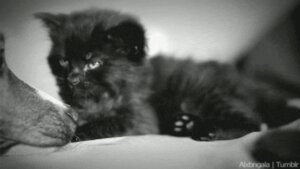 Rating: Safe Score: 0 Tags: 2012 ambiguous_gender animated animated_gif awake canid canine canis domestic_cat domestic_dog duo e621 eyes_closed felid feline felis feral grandfathered_content loop low_res mammal meme monochrome real short_playtime sleeping unknown_artist young young_feral User: bunchy7s Rating: Safe Score: 0 Tags: 2012 ambiguous_gender animated animated_gif awake canid canine canis domestic_cat domestic_dog duo e621 eyes_closed felid feline felis feral grandfathered_content loop low_res mammal meme monochrome real short_playtime sleeping unknown_artist young young_feral User: bunchy7s