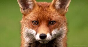 Rating: Safe Score: 0 Tags: abstract_background ambiguous_gender animated animated_gif black_lips black_nose blinking brown_eyes canid canine e621 ears_back feral fox fur grandfathered_content inner_ear_fluff licking licking_lips licking_own_lips lips long_mouth looking_at_viewer low_res mammal no_sclera orange_body orange_fur photography_(artwork) pivoted_ears pupils real red_fox self_lick short_playtime side_view simple_background slit_pupils snout solo source_request tongue tongue_out true_fox tuft unknown_artist whiskers white_body white_fur User: bunchy7s
