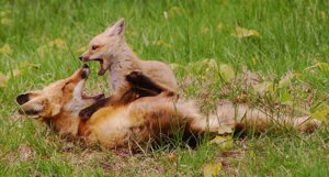 Rating: Safe Score: 0 Tags: ambiguous_gender black_body black_fur black_lips black_nose canid canine digitigrade duo e621 ears_back eyes_closed feet feral fox fur grandfathered_content grass hindpaw inner_ear_fluff leg_markings lips long_mouth lying mammal markings no_sclera on_back open_mouth orange_body orange_fur outside paws photography_(artwork) pivoted_ears plant real red_fox size_difference snout socks_(marking) true_fox tuft unknown_artist white_body white_fur User: bunchy7s Rating: Safe Score: 0 Tags: ambiguous_gender black_body black_fur black_lips black_nose canid canine digitigrade duo e621 ears_back eyes_closed feet feral fox fur grandfathered_content grass hindpaw inner_ear_fluff leg_markings lips long_mouth lying mammal markings no_sclera on_back open_mouth orange_body orange_fur outside paws photography_(artwork) pivoted_ears plant real red_fox size_difference snout socks_(marking) true_fox tuft unknown_artist white_body white_fur User: bunchy7s