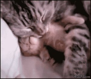 Rating: Safe Score: 0 Tags: 2011 ambiguous_gender animated animated_gif cuddling daww domestic_cat duo e621 eyes_closed felid feline felis feral grandfathered_content loop low_res mammal real short_playtime sleeping tabby_cat unknown_artist young young_feral User: bunchy7s