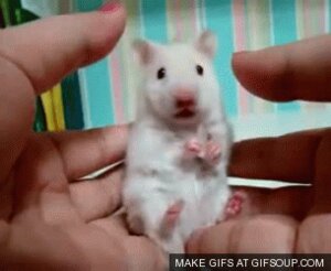 Rating: Safe Score: 0 Tags: ambiguous_gender animated animated_gif cricetid disembodied_hand duo e621 feral grandfathered_content hamster human humor khomyak_yebanat looking_at_viewer loop low_res mammal real rodent short_playtime solo_focus surprised unknown_artist User: bunchy7s Rating: Safe Score: 0 Tags: ambiguous_gender animated animated_gif cricetid disembodied_hand duo e621 feral grandfathered_content hamster human humor khomyak_yebanat looking_at_viewer loop low_res mammal real rodent short_playtime solo_focus surprised unknown_artist User: bunchy7s