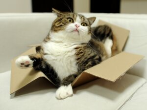 Rating: Safe Score: 0 Tags: 4:3 ambiguous_gender box broken_container building cardboard cardboard_box container domestic_cat e621 felid feline felis fluffy fur furniture grandfathered_content house humor japan japanese low_res mammal maru_the_cat meme overweight overweight_ambiguous paws real sofa solo unknown_artist what whiskers User: bunchy7s Rating: Safe Score: 0 Tags: 4:3 ambiguous_gender box broken_container building cardboard cardboard_box container domestic_cat e621 felid feline felis fluffy fur furniture grandfathered_content house humor japan japanese low_res mammal maru_the_cat meme overweight overweight_ambiguous paws real sofa solo unknown_artist what whiskers User: bunchy7s