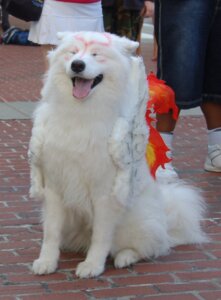 Rating: Safe Score: 0 Tags: amaterasu_(okami) ambiguous_gender canid canine canis capcom clover_studio cosplay daww deity domestic_dog e621 eyes_closed feral fur grandfathered_content group human mammal nordic_sled_dog okami_(capcom) open_mouth photo real samoyed solo_focus spitz tongue tongue_out volko-dav white_body white_fur User: bunchy7s