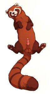 Rating: Explicit Score: 0 Tags: ailurid anus avatar:_the_last_airbender balls e621 erection feral fire_ferret genitals lying male mammal nickelodeon on_back pabu penis simple_background solo tail the_legend_of_korra valderic_blackstag white_background User: bunchy7s