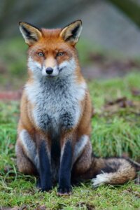 Rating: Safe Score: 0 Tags: 4_toes ambiguous_gender black_body black_fur black_lips black_nose brown_eyes canid canine day digitigrade e621 feet feral fox fur grandfathered_content grass hindpaw inner_ear_fluff leg_markings lips long_mouth looking_at_viewer mammal markings no_sclera orange_body orange_fur outside pawpads paws photo photography_(artwork) plant pupils real red_fox sitting slit_pupils snout socks_(marking) solo stare toes true_fox tuft unknown_artist whiskers white_body white_fur User: bunchy7s
