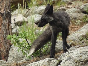 Rating: Safe Score: 0 Tags: 4:3 ambiguous_gender black_body black_fur canid canine e621 feral fox fur grandfathered_content hi_res mammal mixed_media nature outside photo_background photography_(artwork) real solo tail unknown_artist User: bunchy7s Rating: Safe Score: 0 Tags: 4:3 ambiguous_gender black_body black_fur canid canine e621 feral fox fur grandfathered_content hi_res mammal mixed_media nature outside photo_background photography_(artwork) real solo tail unknown_artist User: bunchy7s