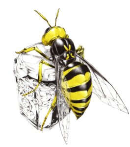 Rating: Safe Score: 0 Tags: ambiguous_gender antennae_(anatomy) arthropod arthropod_abdomen bare_back black_body black_exoskeleton compound_eyes container detailed e621 exoskeleton feral food glass_jar honey_(food) hymenopteran insect insect_wings jar multicolored_body multicolored_exoskeleton restricted_palette sawasawa simple_background solo text two_tone_body two_tone_exoskeleton unavailable_at_source wasp white_background wings yellow_body yellow_exoskeleton User: bunchy7s