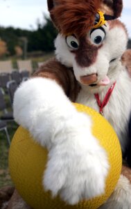 Rating: Safe Score: 0 Tags: anthro ball blue_eyes brown_hair canid canine canis clothing costume derp_eyes domestic_dog e621 eyewear fursuit goggles grandfathered_content hair holding_ball holding_object jase_husky male mammal real solo tongue toy unknown_artist User: bunchy7s Rating: Safe Score: 0 Tags: anthro ball blue_eyes brown_hair canid canine canis clothing costume derp_eyes domestic_dog e621 eyewear fursuit goggles grandfathered_content hair holding_ball holding_object jase_husky male mammal real solo tongue toy unknown_artist User: bunchy7s