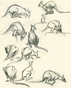 Rating: Safe Score: 0 Tags: 20th_century ambiguous_gender ancient_art biped clair_weeks disney e621 feral fur greyscale hi_res kangaroo macropod mammal marsupial monochrome multiple_poses pose simple_background sketch solo standing tail User: bunchy7s Rating: Safe Score: 0 Tags: 20th_century ambiguous_gender ancient_art biped clair_weeks disney e621 feral fur greyscale hi_res kangaroo macropod mammal marsupial monochrome multiple_poses pose simple_background sketch solo standing tail User: bunchy7s