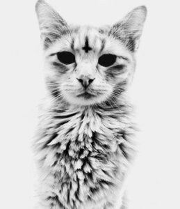 Rating: Safe Score: 0 Tags: ambiguous_gender black_eyes cross demon demonic domestic_cat e621 empty_eyes felid feline felis fluffy fur grey_background grey_body grey_fur greyscale inverted_cross looking_at_viewer low_res mammal monochrome nightmare_fuel religion simple_background solo unknown_artist whiskers white_background User: bunchy7s