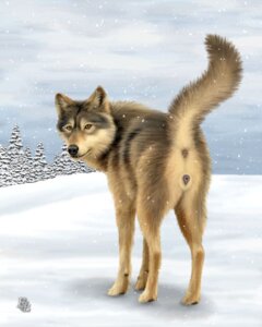 Rating: Explicit Score: 0 Tags: amber_eyes anatomically_correct anatomically_correct_genitalia anatomically_correct_vulva animal_genitalia animal_vulva anus black_lips black_nose brown_body brown_fur butt canid canine canine_genitalia canine_vulva canis cloud e621 ebon_lupus female feral fluffy fluffy_tail fur genitals grey_sky inner_ear_fluff lips looking_at_viewer looking_back mammal northwestern_wolf outside plant presenting presenting_hindquarters raised_tail sky snow solo tail tree tuft vulva wolf User: bunchy7s Rating: Explicit Score: 0 Tags: amber_eyes anatomically_correct anatomically_correct_genitalia anatomically_correct_vulva animal_genitalia animal_vulva anus black_lips black_nose brown_body brown_fur butt canid canine canine_genitalia canine_vulva canis cloud e621 ebon_lupus female feral fluffy fluffy_tail fur genitals grey_sky inner_ear_fluff lips looking_at_viewer looking_back mammal northwestern_wolf outside plant presenting presenting_hindquarters raised_tail sky snow solo tail tree tuft vulva wolf User: bunchy7s