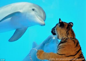 Rating: Safe Score: 0 Tags: ambiguous_gender aquatic cetacean dolphin duo_focus e621 felid feral glass grandfathered_content group mammal oceanic_dolphin pantherine real smile tiger toothed_whale unknown_artist water User: bunchy7s Rating: Safe Score: 0 Tags: ambiguous_gender aquatic cetacean dolphin duo_focus e621 felid feral glass grandfathered_content group mammal oceanic_dolphin pantherine real smile tiger toothed_whale unknown_artist water User: bunchy7s