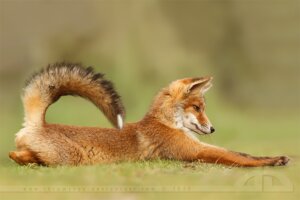 Rating: Safe Score: 0 Tags: 3:2 ambiguous_gender black_nose canid canine claws day depth_of_field digitigrade e621 feet feral fox grandfathered_content grass hindpaw inner_ear_fluff long_mouth looking_down lying mammal no_sclera on_front outside paws photography_(artwork) plant raised_tail real red_fox snout solo stretching tail thrumyeye true_fox tuft watermark whiskers User: bunchy7s