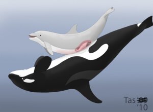 Rating: Explicit Score: 0 Tags: anatomically_correct anatomically_correct_genitalia anatomically_correct_penis animal_genitalia animal_penis aquatic cervical_penetration cetacean cetacean_genitalia cetacean_penis dolphin dominant duo e621 erection female female_penetrated feral feral_on_feral genitals internal larger_dom larger_male male male/female male_penetrating male_penetrating_female mammal nude oceanic_dolphin orca penetration penile penile_penetration penis penis_in_vagina sex size_difference smaller_female smaller_penetrated tapering_penis tasuric toothed_whale underwater upside_down vaginal vaginal_penetration vulva water User: bunchy7s