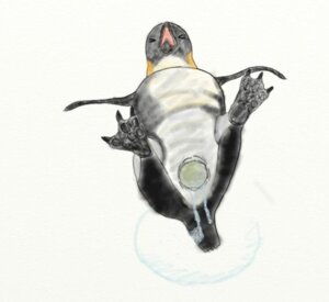 Rating: Explicit Score: 0 Tags: avian bird birthing egg female gloria_(happy_feet) happy_feet nudity penguin pussy rule34 simple_background solo tagme traditional_art vagina vaginal_secretions vulva white_background User: bunchy7s