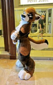 Rating: Safe Score: 0 Tags: ailurid anthro arito canid canine canis clothing costume dingo dorito_(pictus) e621 fursuit grandfathered_content hybrid looking_at_viewer male mammal real red_panda solo tail User: bunchy7s