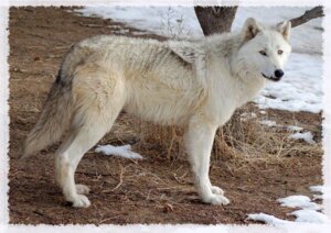 Rating: Safe Score: 0 Tags: ambiguous_gender arctic_wolf canid canine canis e621 feral fur grandfathered_content mammal outside quadruped real snow solo tail unknown_artist white_body white_fur wolf User: bunchy7s Rating: Safe Score: 0 Tags: ambiguous_gender arctic_wolf canid canine canis e621 feral fur grandfathered_content mammal outside quadruped real snow solo tail unknown_artist white_body white_fur wolf User: bunchy7s