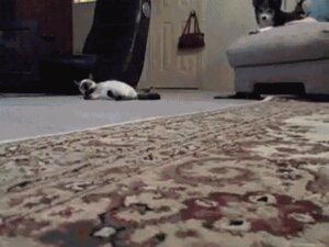 Rating: Safe Score: 0 Tags: 4:3 ambiguous_gender animated animated_gif canid canine domestic_cat e621 felid feline felis feral grandfathered_content group human humor low_res mammal real short_playtime solo_focus unknown_artist User: bunchy7s