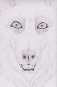 Rating: Safe Score: 0 Tags: ambiguous_gender black_and_white canid canine canis domestic_dog e621 hi_res husky looking_at_viewer mammal monochrome nightmare_fuel nordic_sled_dog open_mouth semiotica solo soul_devouring_eyes spitz teeth tongue User: bunchy7s