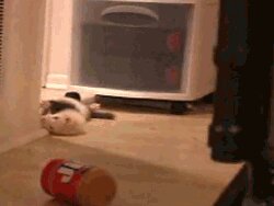 Rating: Safe Score: 0 Tags: ambiguous_gender animated animated_gif barrel_roll black_body black_fur dancing domestic_ferret e621 feral flailing flop food fur grandfathered_content inside jif_peanut_butter leg_markings lol_comments low_res lying mammal markings multicolored_body multicolored_fur mustelid musteline nude on_back peanut_butter photography_(artwork) pink_nose real rolling short_playtime socks_(marking) solo standing thumbnail true_musteline two_tone_body two_tone_fur unknown_artist weasel weasel_war_dance white_body white_fur User: bunchy7s